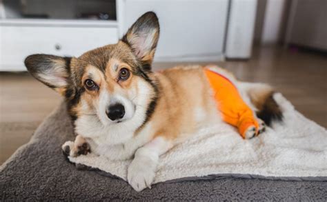Corgi Health Issues