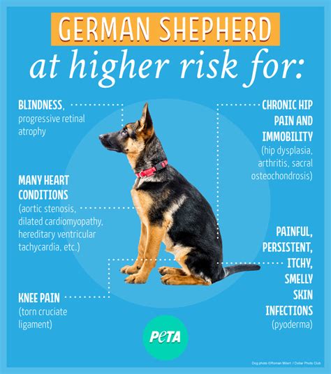 German Shepherd Health Issues