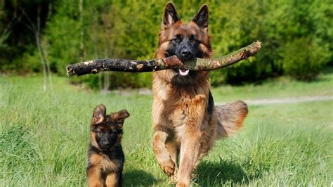 Main Health Concerns With German Shepherds